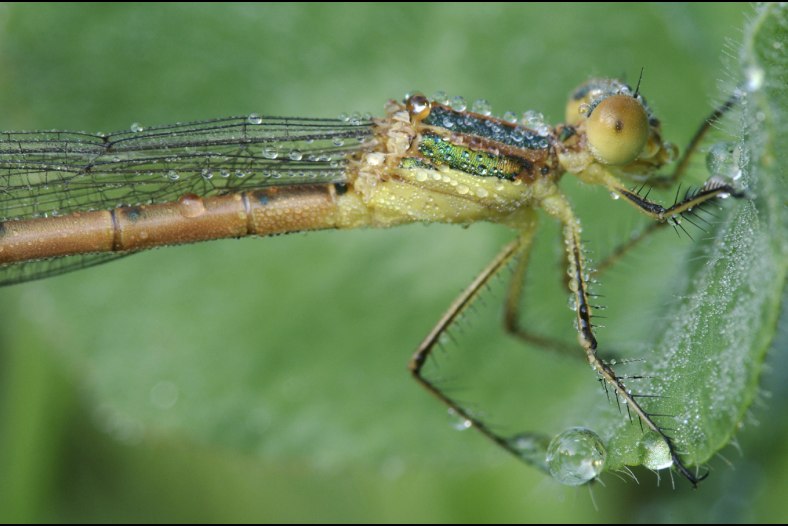Dew covered